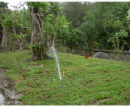 木柵動物園鹿科-噴灌  
